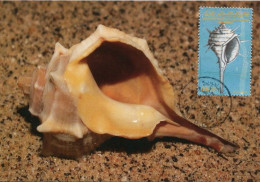 LIBYA 1985 Shells "Muricidae" (maximum-card) #2 - Coquillages