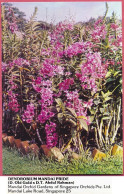 Singapore DENDROBIUM Mandai Pride Orchids Gardens Pte Ltd,1980's Maindai Lake Road 25, Vintage_UNC_cpc - Singapore