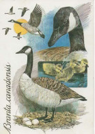 ILLUSTRATEUR LAURIE MC GAUD, BRANTA CANADENSIS, NID OEUFS COULEUR   REF 16198 - Sonstige & Ohne Zuordnung