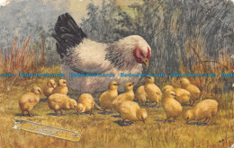 R060999 Old Postcard. Chicken And Chicks. Stehli. 1956 - World