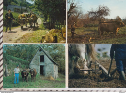 8AK4084 EN AUVERGNE TRAVAIL A LA FERME  Lot 8 Cartes  2 SCANS - Auvergne