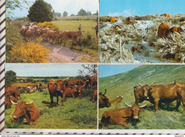 8AK4087 EN AUVERGNE  VACHES TROUPEAU ABREVOIR  Lot De 6 Cartes   2 SCAN6 - Auvergne