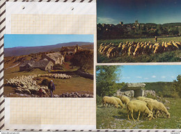 8AK4088 EN AUVERGNE  TROUPEAU DE MOUTONS  Lot De 3 Cartes   2 SCAN6 - Auvergne