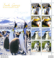 South Georgia. Fauna. Pinguini 2010. - Falkland Islands