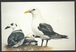 Animaux & Oiseaux - La Mouette Tridactyle Aquarelle Réalisée Par Noriko Imay-Ward - Coll. Noriko Imay-Ward - Vögel