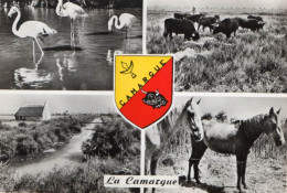 37880-ZE-13-LA CAMARGUE--------------multivues - Other & Unclassified