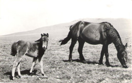 DARTMOOR PONIES, DARTMOOR, DEVON, ENGLAND. UNUSED POSTCARD My5 - Paarden