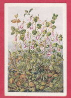 AD299 FANTAISIES FLEURS LINNEA BOREALIS..CLARA OLSSON ANNEE 1957  REF:AD299 - Flowers