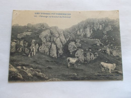 LES VOSGES PITTORESQUES ( 88 Vosges ) PATURAGE AU SOMMET DU REINKOPF   VACHES EN PATURE - Gerardmer