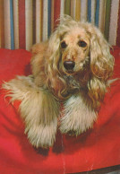 DOG Animals Vintage Postcard CPSM #PAN802.A - Honden