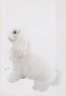 PERRO Animales Vintage Tarjeta Postal CPSM #PAN573.A - Hunde