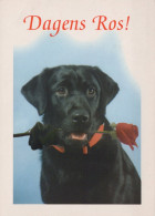 PERRO Animales Vintage Tarjeta Postal CPSM #PAN523.A - Hunde