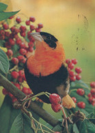 BIRD Animals Vintage Postcard CPSM #PAN337.A - Oiseaux