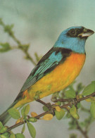 UCCELLO Animale Vintage Cartolina CPSM #PAN389.A - Birds