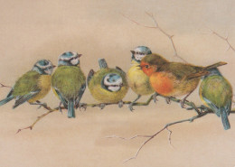 BIRD Animals Vintage Postcard CPSM #PAM736.A - Vogels