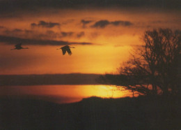 BIRD Animals Vintage Postcard CPSM #PAM671.A - Vogels