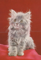 KATZE MIEZEKATZE Tier Vintage Ansichtskarte Postkarte CPSM #PAM175.A - Cats