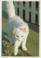 KATZE MIEZEKATZE Tier Vintage Ansichtskarte Postkarte CPSM #PAM160.A - Chats