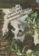 GATTO KITTY Animale Vintage Cartolina CPSM #PAM063.A - Katten