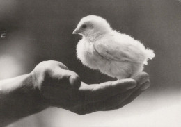UCCELLO Animale Vintage Cartolina CPSM #PBR581.A - Vögel