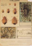 INSECTS Animals Vintage Postcard CPSM #PBS500.A - Insectes
