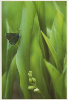 PAPILLONS Animaux Vintage Carte Postale CPSM #PBS463.A - Butterflies