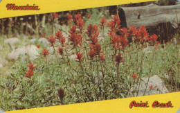 FLORES Vintage Tarjeta Postal CPSMPF #PKG040.A - Flowers