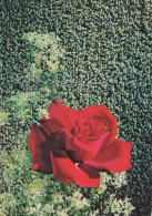 FIORI Vintage Cartolina CPSM #PBZ186.A - Flowers