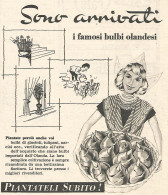 W1946 I Famosi Bulbi Olandesi - Pubblicità Del 1958 - Vintage Advertising - Advertising