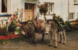 ESEL Tiere Vintage Antik Alt CPA Ansichtskarte Postkarte #PAA035.DE - Donkeys
