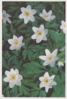 FLOWERS Vintage Ansichtskarte Postkarte CPSM #PBZ723.DE - Fleurs