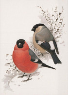 VOGEL Tier Vintage Ansichtskarte Postkarte CPSM #PBR726.DE - Vögel