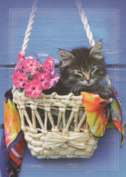 KATZE MIEZEKATZE Tier Vintage Ansichtskarte Postkarte CPSM #PBQ942.DE - Katten