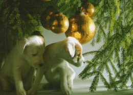 HUND Tier Vintage Ansichtskarte Postkarte CPSM #PBQ625.DE - Hunde