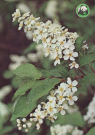 FLOWERS Vintage Ansichtskarte Postkarte CPSM #PAS436.DE - Fiori