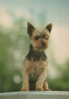 HUND Tier Vintage Ansichtskarte Postkarte CPSM #PAN930.DE - Hunde