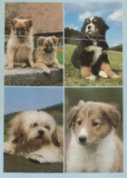 HUND Tier Vintage Ansichtskarte Postkarte CPSM #PAN730.DE - Hunde