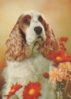 HUND Tier Vintage Ansichtskarte Postkarte CPSM #PAN530.DE - Hunde
