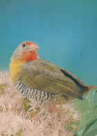 VOGEL Tier Vintage Ansichtskarte Postkarte CPSM #PAM724.DE - Birds