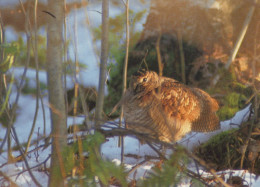 VOGEL Tier Vintage Ansichtskarte Postkarte CPSM #PAN155.DE - Oiseaux