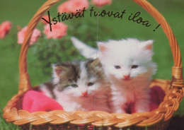 KATZE MIEZEKATZE Tier Vintage Ansichtskarte Postkarte CPSM #PAM341.DE - Katten