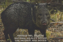 CERDOS Animales Vintage Tarjeta Postal CPSM #PBR784.ES - Pigs