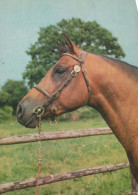 CABALLO Animales Vintage Tarjeta Postal CPSM #PBR930.ES - Pferde