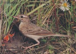 PÁJARO Animales Vintage Tarjeta Postal CPSM #PBR530.ES - Oiseaux