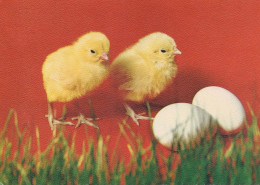 PASCUA POLLO HUEVO Vintage Tarjeta Postal CPSM #PBO835.ES - Pasen