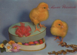 PASCUA POLLO HUEVO Vintage Tarjeta Postal CPSM #PBO897.ES - Easter