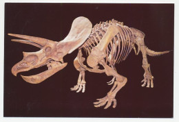 Postal Stationery China 2006 Fossil - Triceratops - Prehistoria