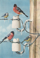 PÁJARO Animales Vintage Tarjeta Postal CPSM #PAM843.ES - Birds