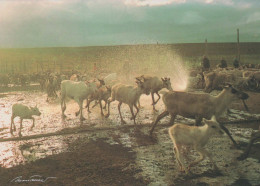 CERF Animaux Vintage Carte Postale CPSM #PBS511.FR - Autres & Non Classés