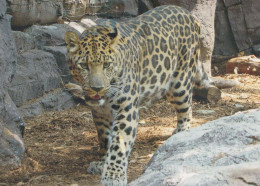 LEOPARD Animaux Vintage Carte Postale CPSM #PBS073.FR - Altri & Non Classificati